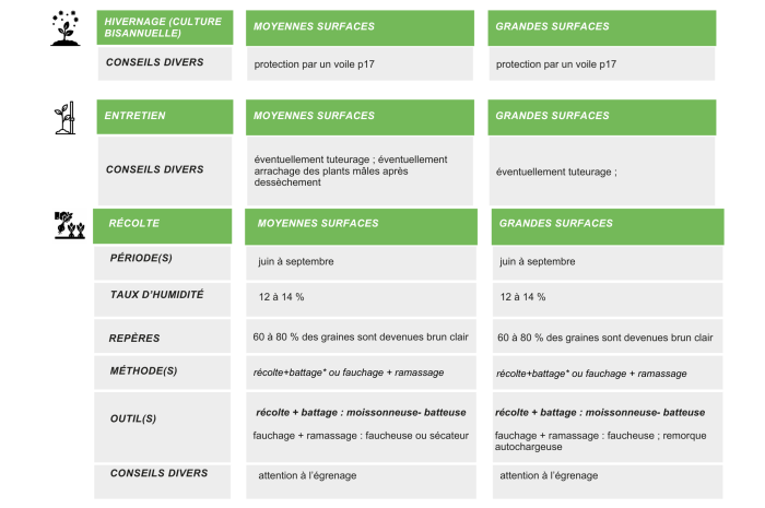 epinard-graines-production-semence