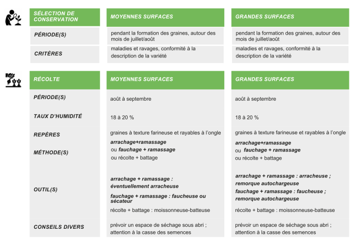 semences-graines-haricot-commun